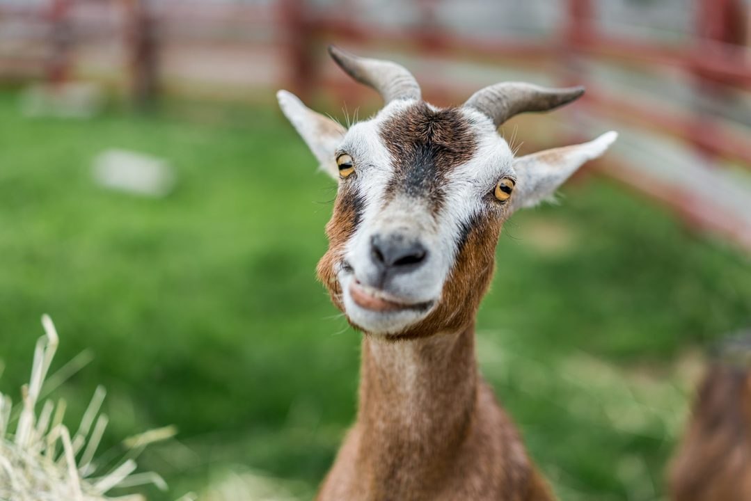 Study Finds That Goats Like It When People Smil...