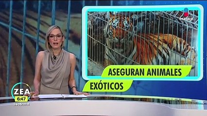 Aseguran diversos animales exóticos en inmueble en Zapopan