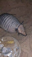 Pet Armadillo Stands on Command