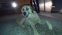 İslahiye'de köpeğe işkence iddiası