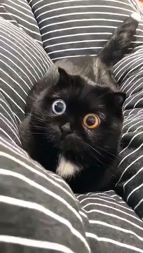 Chat aux yeux hypnotiques