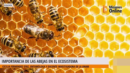 La importancia de las abejas en el ecosistema