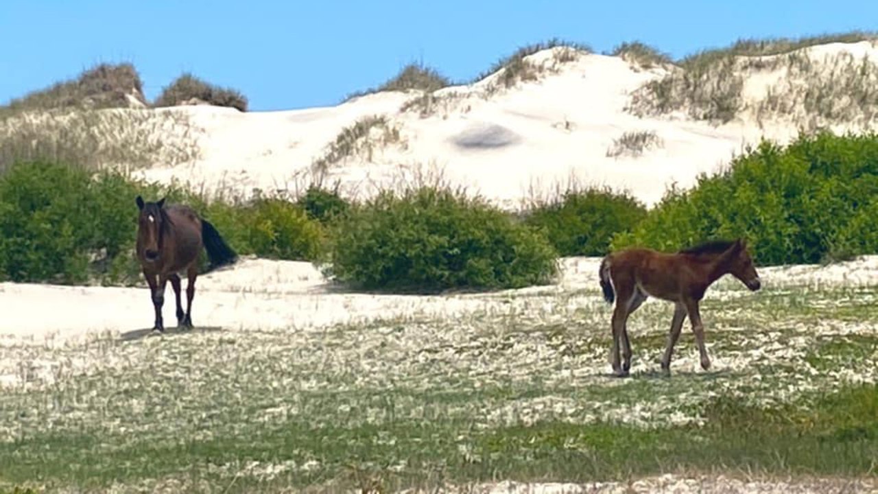 Elderly Wild Horse Develops Habit of "Harem Hopping," and the Reason Will Melt Your Heart
