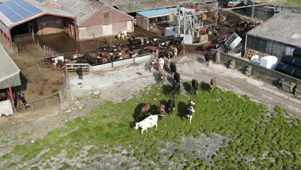 This Cow Release Is 'Udderly' Adorable