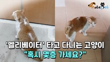 '엘리베이터' 타고 다니는 고양이 "혹시 몇층 가세요?"
