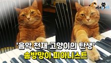 '음악 천재 고양이의 탄생' 솜방망이 피아니스트