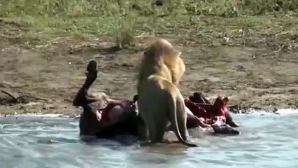 Anne karnındaki yavru, aslanın yemeği oldu!