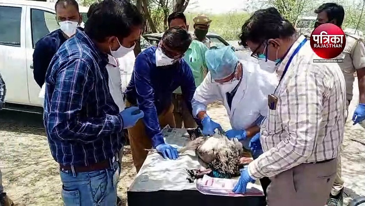 VIDEO : यहां रानीखेत बीमारी से ही हो रही मोरों की मौत, विशेषज्ञों ने की पुष्टि, अब हो पाएगा उपचार
