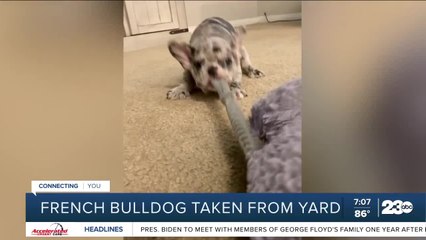 Bakersfield French Bulldog owner discusses theft of her dog