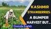 Kashmir strawberries ready for harvest, farmers fear loss due to lockdown | Watch | Oneindia News