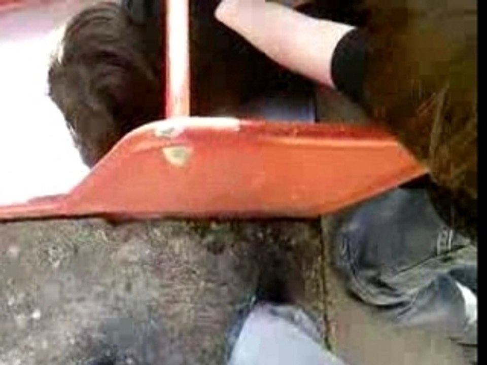 les fils de jackass 2