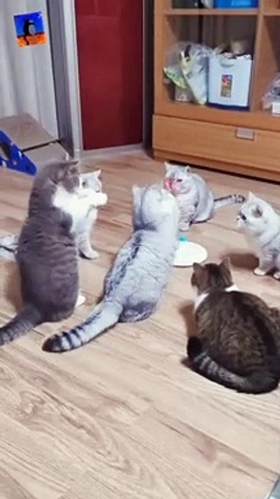 Cute cute cats, do like cat