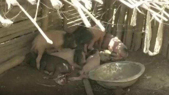 No doctors, no patients but pigs at health care center