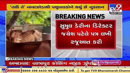 Dir. of Sumul dairy writes to CM,asks to conduct survey of loss by cyclone Tauktae to cattlebreeders (1)