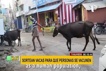 ¡Insólito premio! Sortean vacas para que personas se vacunen contra la covid-19