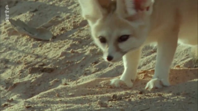 Les superspouvoirs des animaux - Les renards