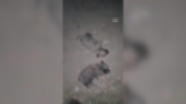 Keban'da 8 köpek yavrusunun öldürülmesine ilişkin inceleme başlatıldı
