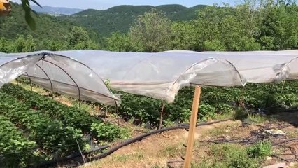 Yediveren "Sermayecik çileği"nde ilk hasat başladı