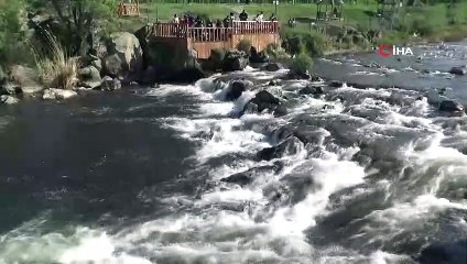 Martıların inci kefali avı