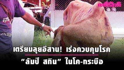 เตรียมลุยอีสาน! เร่งควบคุมโรค "ลัมปี สกิน" ในโค-กระบือ