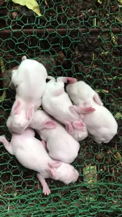 Rabbits was born five baby