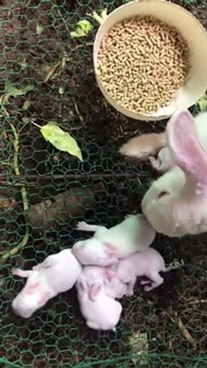 Rabbit mother born baby rabbits fives