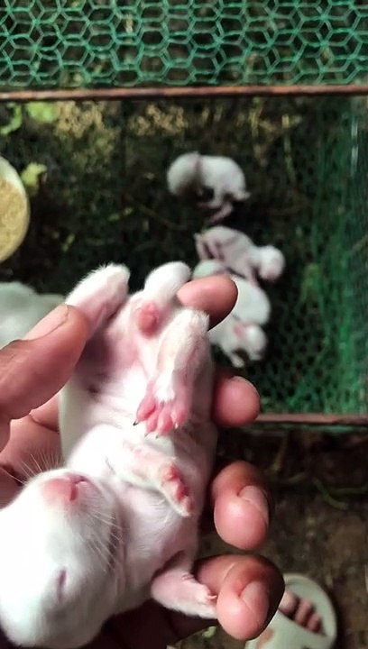 Rabbits was born one week