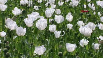 HAŞHAŞ TARLALARI MOR VE BEYAZ ÇİÇEK AÇTI