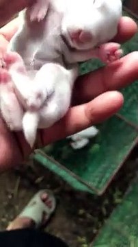 Baby rabbits was born one week