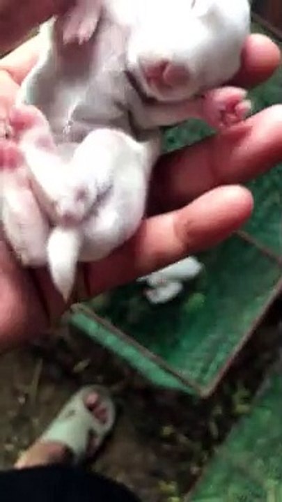 Baby rabbits was born one week