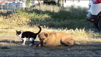 YALOVA - Kedi ile köpeğin dostluğu