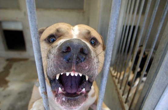 Il vient réclamer son loyer impayé et se fait mordre par l’un des six American staff de son locataire