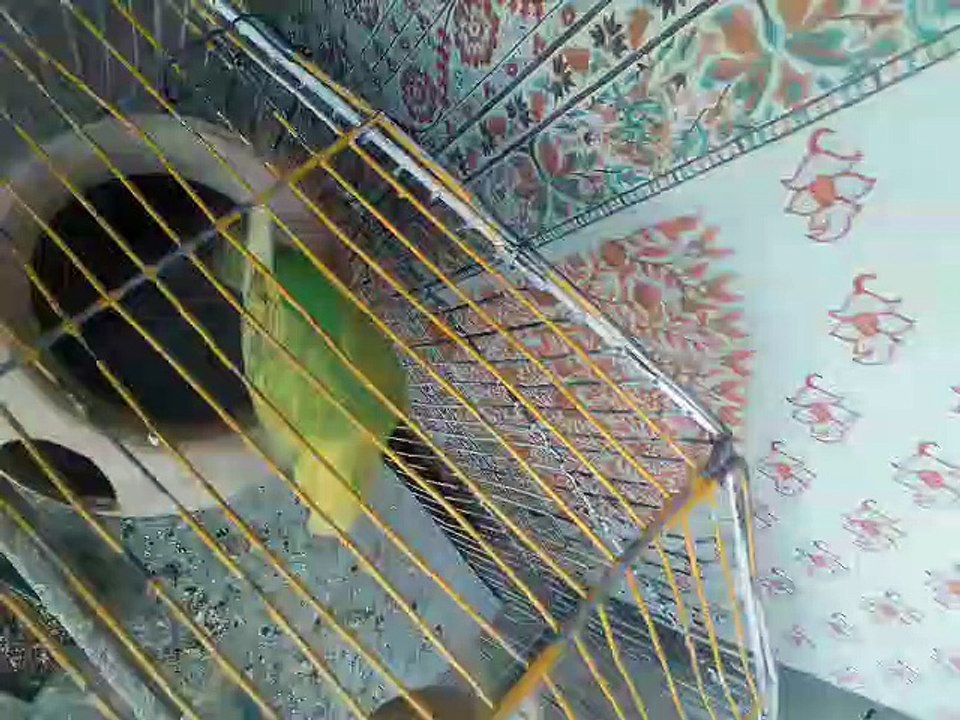 Budgies Birds Chirping