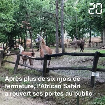Déconfinement à Toulouse : Le zoo African Safari rouvre ses portes
