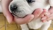 Puppy Videos 2021 Lovely and funny animals Lovely dog videos 2021 138