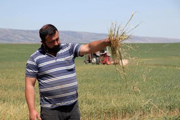 ESKİŞEHİR'DE KURAKLIKTAN YANAN BUĞDAY, HAYVANLARA YEM OLACAK