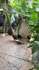 Tavus kuşu dişisini nasıl etkiliyor