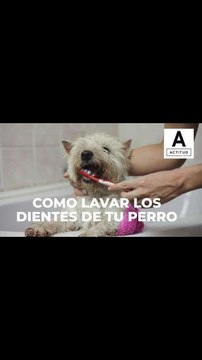 ¡Te decimos como lavarle los dientes fácilmente a tu perro!