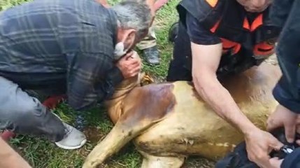 İtfaiyeci dumandan etkilenen danaya suni teneffüs yaptı (2)