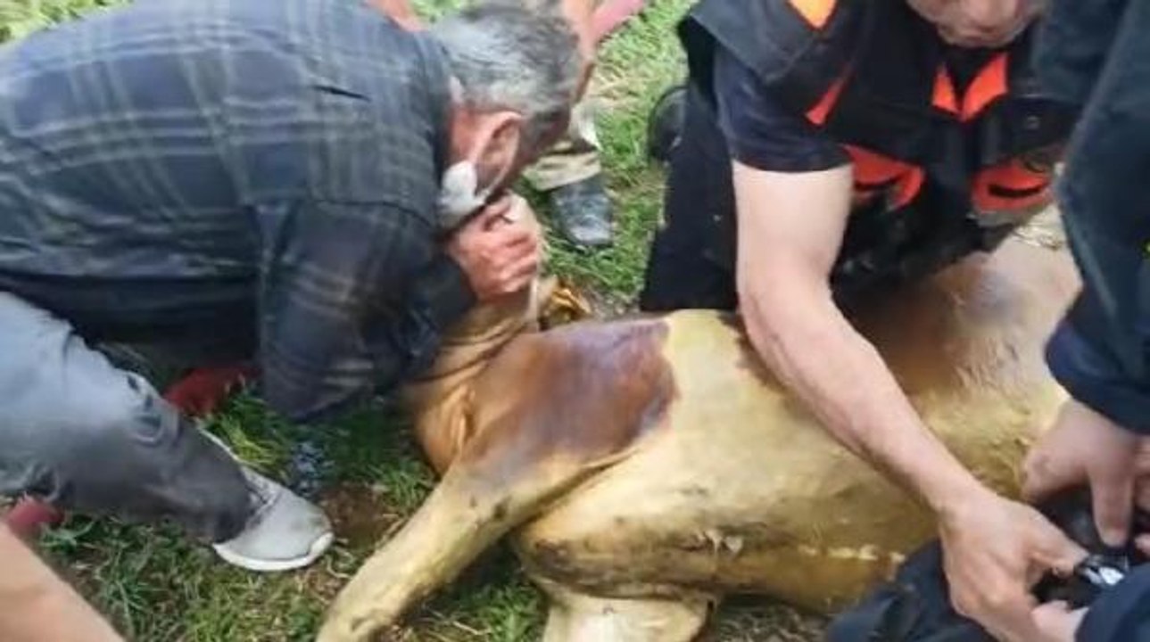 İtfaiyeci dumandan etkilenen danaya suni teneffüs yaptı (2)