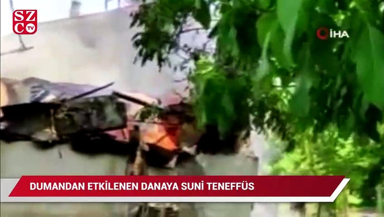 Dumandan etkilenen danaya suni teneffüs yaptı