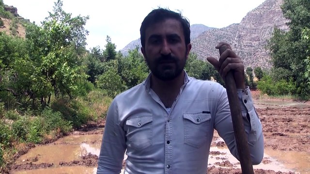 Hakkari'nin Irak sınırında imece usulüyle çeltik ekimi başladı