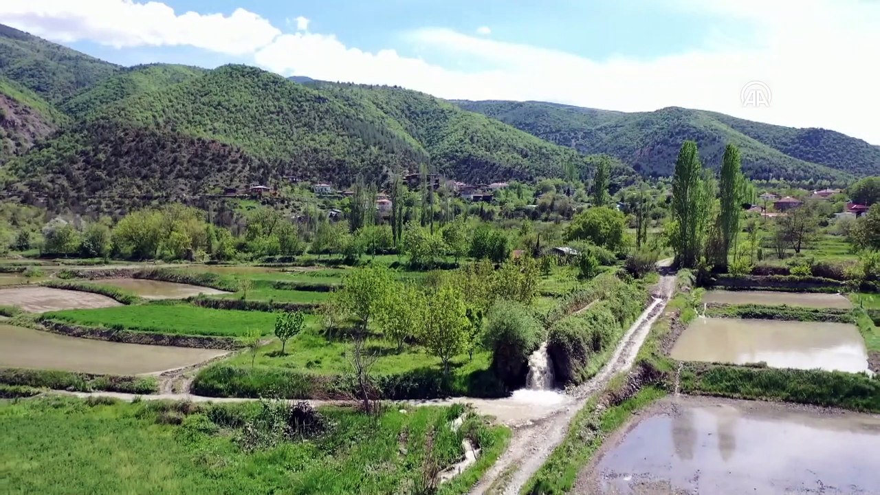 KASTAMONU - Türkiye'nin ilk çeltik fabrikasının kurulduğu Tosya'da çeltik ekimi başladı