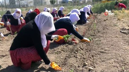 - Ata tohumları ve sebze fidanları toprakla buluştu