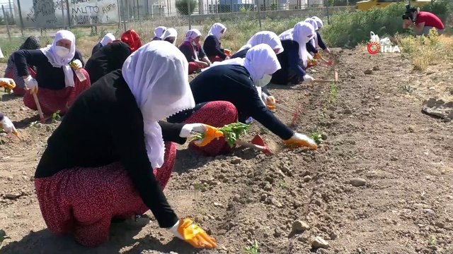 - Ata tohumları ve sebze fidanları toprakla buluştu
