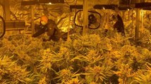 Pomezia (RM) - Maxi piantagione di marijuana in un capannone: 5 arresti (25.05.21)