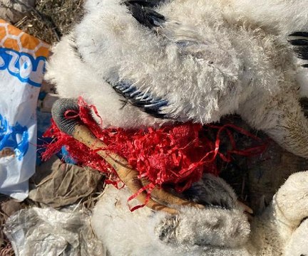 YAREN LEYLEĞİN YAVRULARI İÇİN SEFERBER OLDULAR