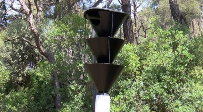 ADALAR'DA AĞAÇLARA 12 DİŞLİ KABUK BÖCEĞİ TEHDİDİ