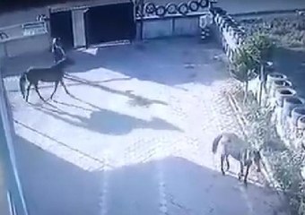 TERAPİDE KULLANILAN ATLARIN ÇALINMA ANI KAMERADA