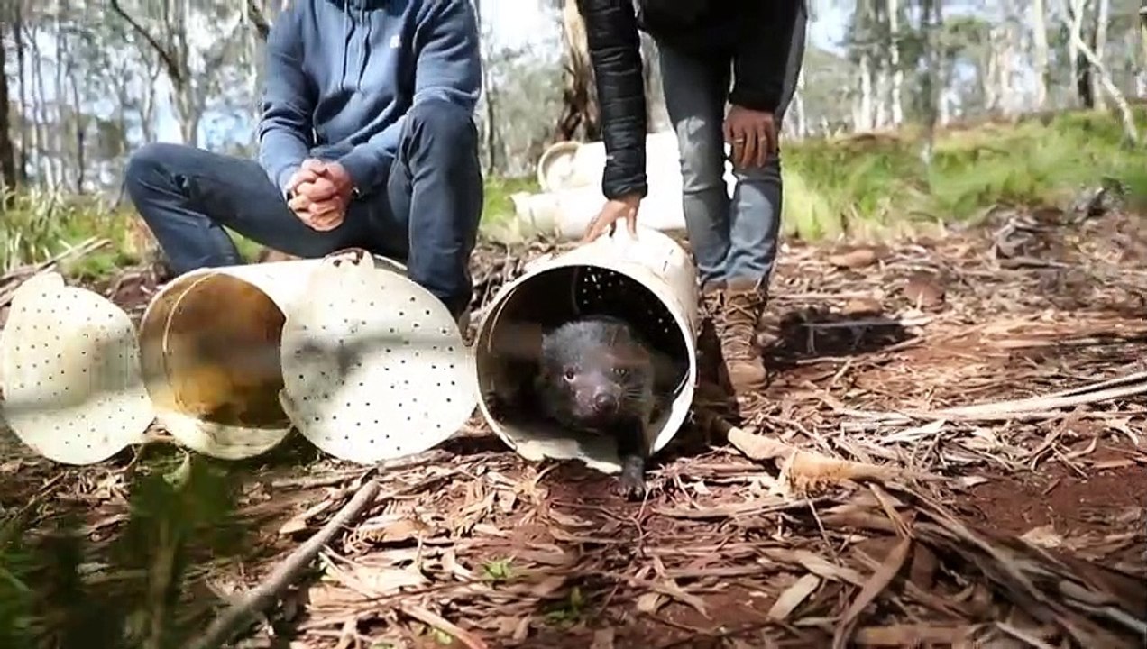 Australien: Tasmanische Teufel erstmals wieder auf Festland in Freiheit geboren